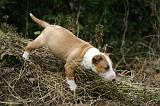 BULL TERRIER MINIATURE 246